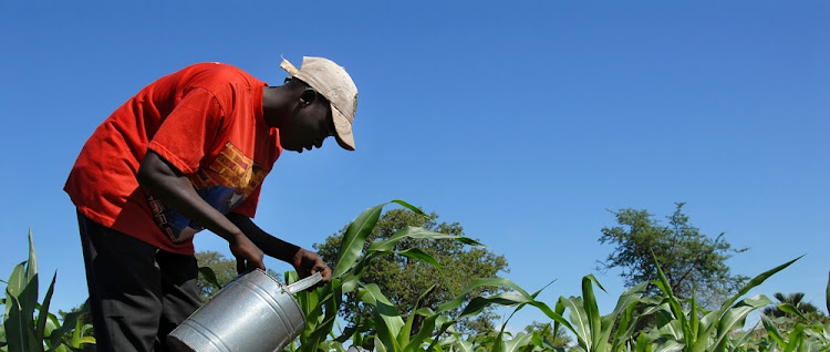 SA agriculture has some valuable lessons for struggling Malawi